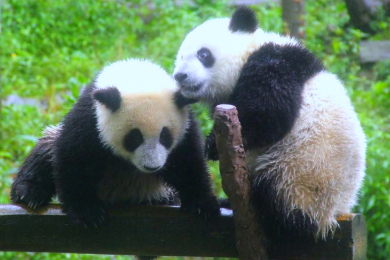 【専用車＆英語ガイド】
紫禁城（シキン）とパンダ観賞ツアー 
～乗り継ぎ時間で世界遺産と癒し体験～