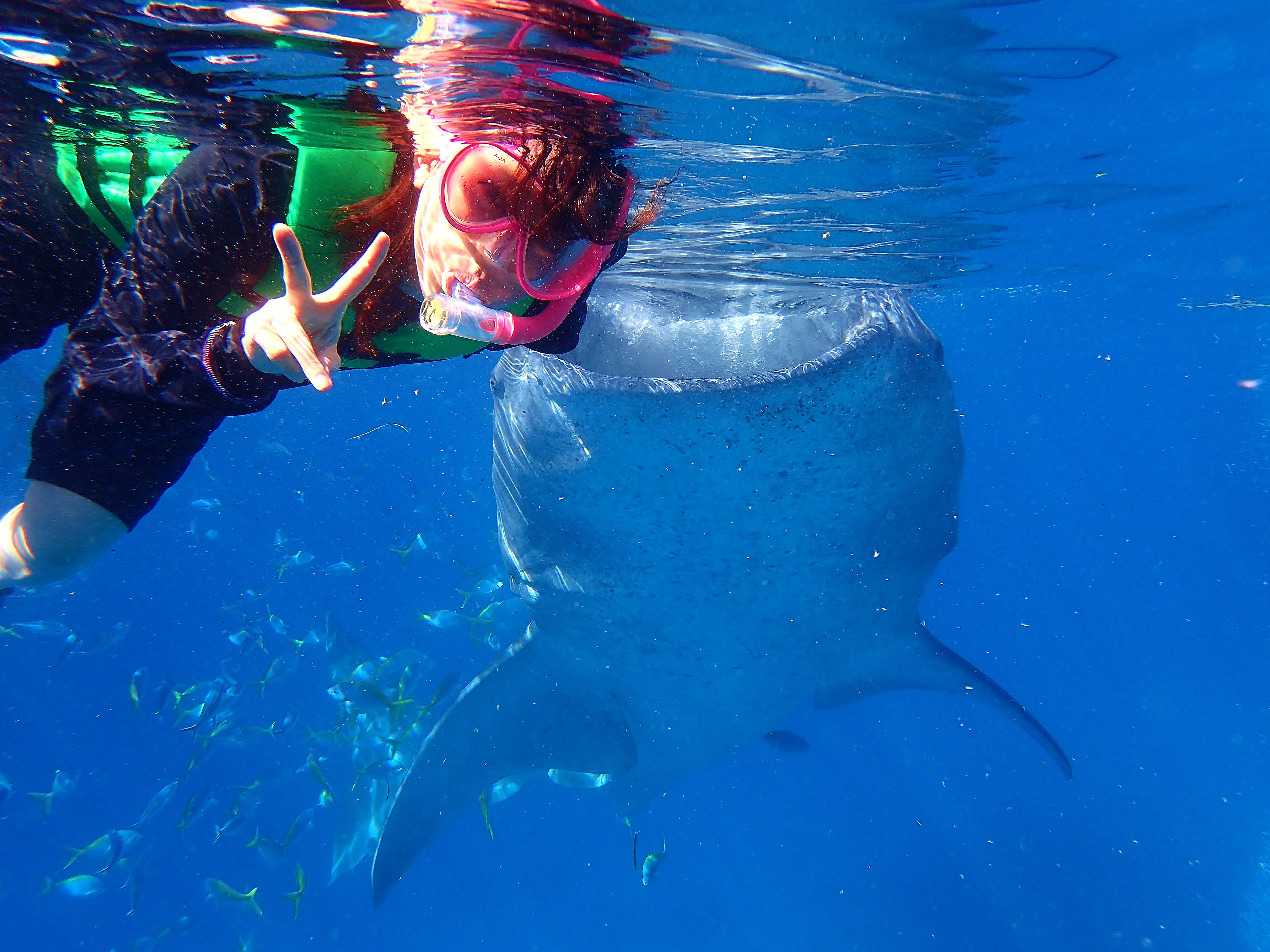 ★車貸し切りプラン【日本語ガイド】★ゆったり4-5時出発 世界最大の魚類ジンベエザメスノーケル（返金保証付き）