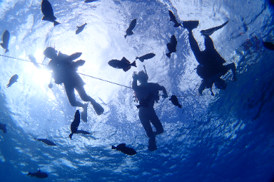 グリーンドルフィンDiving Shop<br>
体験ダイビング<br>
(半日)<br>
【日本人インストラクター】<br>
