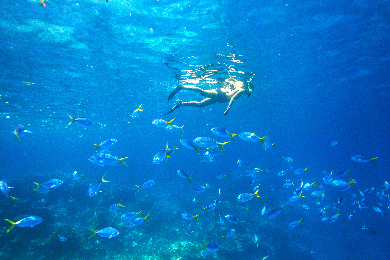 【午後半日】パラオのサンゴ礁と熱帯魚に触れ合えるシュノーケルツアー
